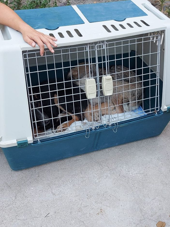 Bahçesinde 10 ölü köpek bulunan kadına gözaltı -10