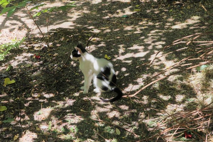 Bahçesinde 10 ölü köpek bulunan kadına gözaltı -5