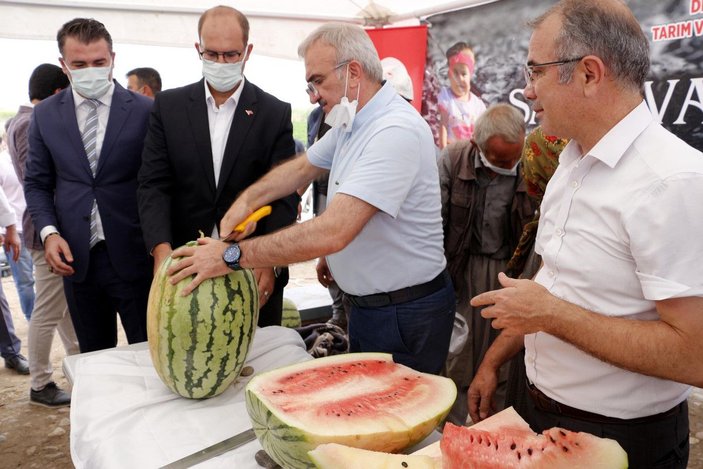 Diyarbakır Valisi, hasadı yapılan 45 kiloluk karpuzu kılıçla kesti -8