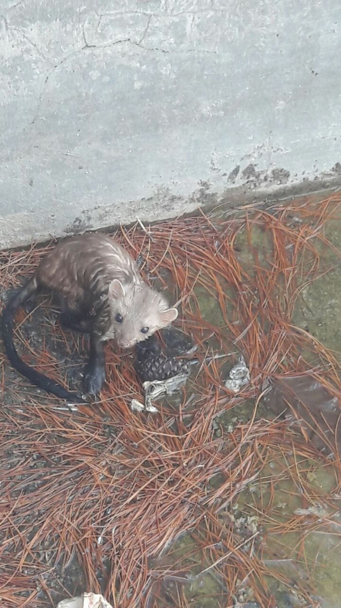 Elazığ'da havuzda mahsur kalan sansar kurtarıldı -1