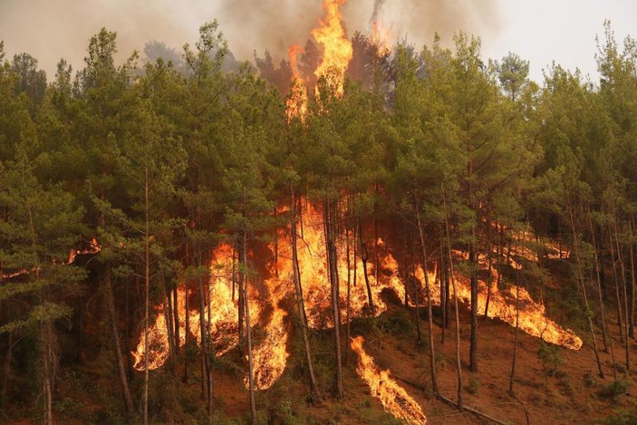 Yangının acı bilançosu: 60 bin hektar kül oldu, en az 1 milyar TL'lik maddi kayıp -6