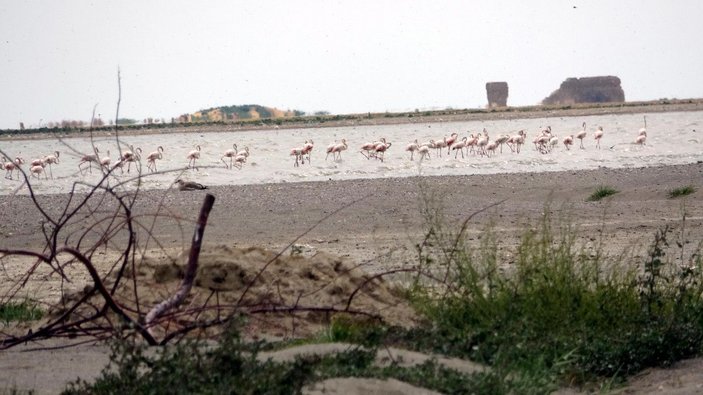 Kuraklık nedeniyle flamingolar yer değiştirdi -6