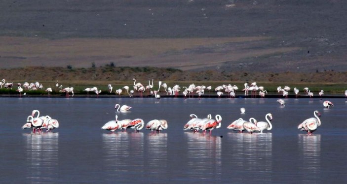 Kuraklık nedeniyle flamingolar yer değiştirdi -5