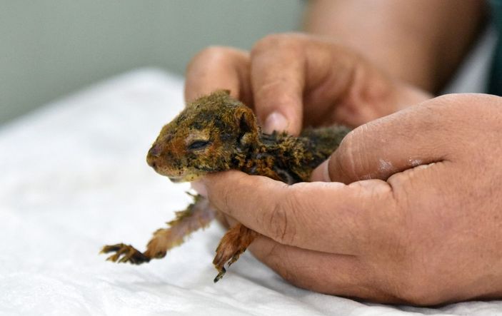 Alevlerden kurtulan yavru sincap yoğun bakımda -10
