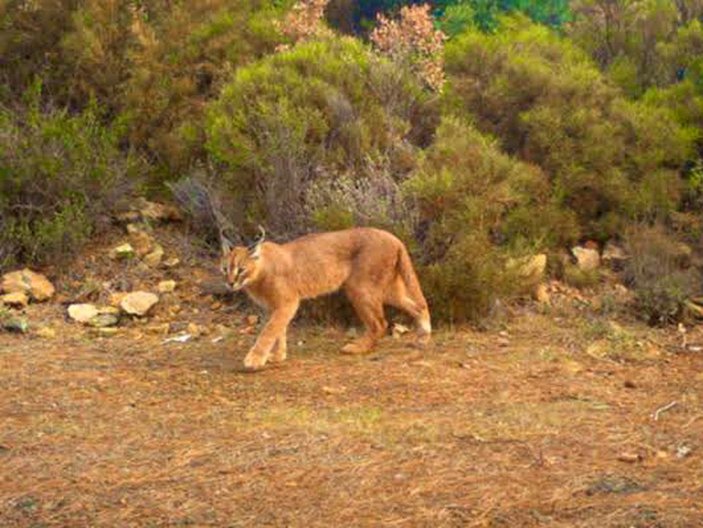 Muğla'da 65 bin hektar yandı; karakulak ve yaban kedisi ormanı yok oluyor -2