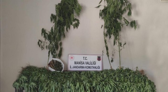 Manisa’da 519 kök kenevir bitkisi ve 2 kilogram kubar esrar ele geçirildi -2