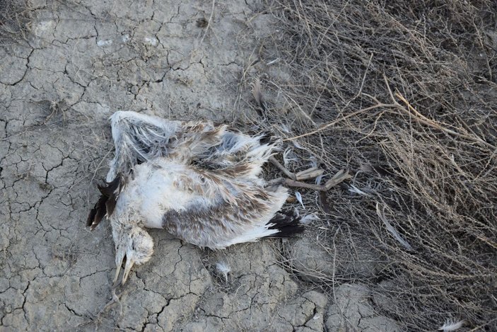 Düden Gölü'nde yavru martı ölümü -3