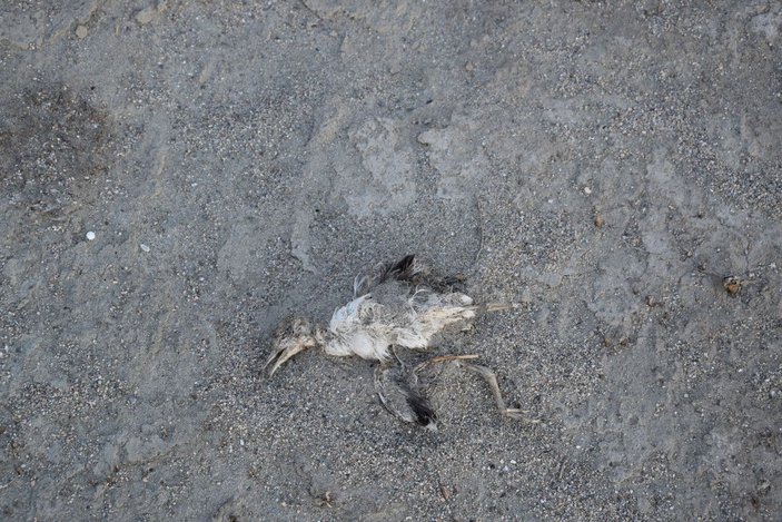 Düden Gölü'nde yavru martı ölümü -6