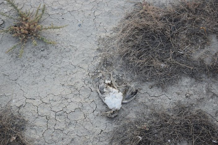Düden Gölü'nde yavru martı ölümü -4