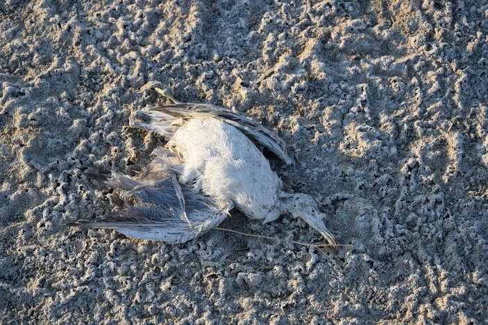Düden Gölü'nde yavru martı ölümü -1