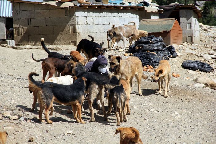 Öğretmen Eda, sokak köpekleri için tayini reddetti -2