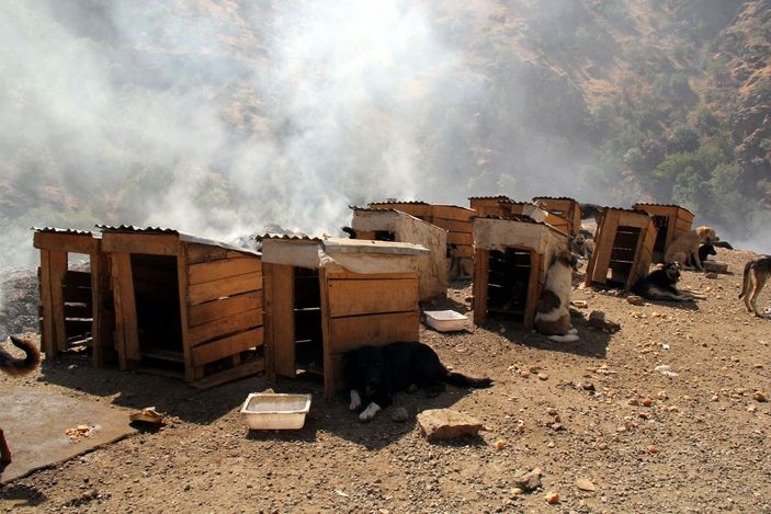 Öğretmen Eda, sokak köpekleri için tayini reddetti -8