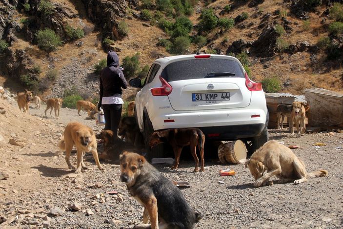 Öğretmen Eda, sokak köpekleri için tayini reddetti -3