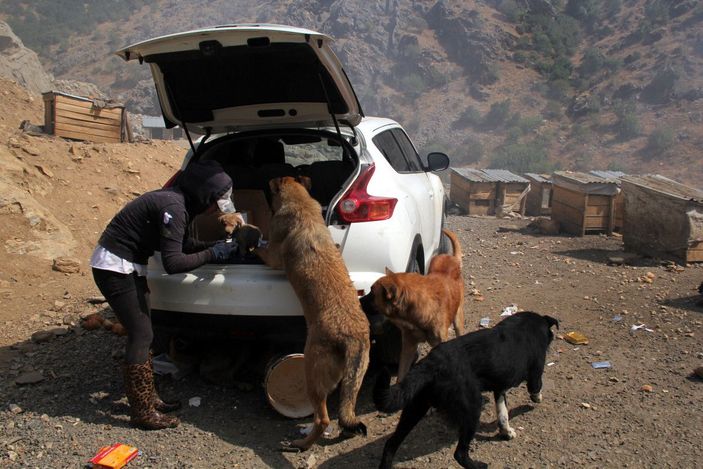 Öğretmen Eda, sokak köpekleri için tayini reddetti -6
