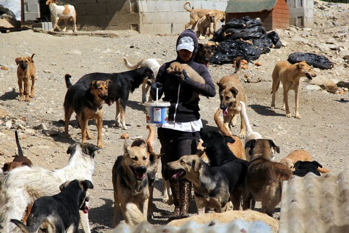 Öğretmen Eda, sokak köpekleri için tayini reddetti -1
