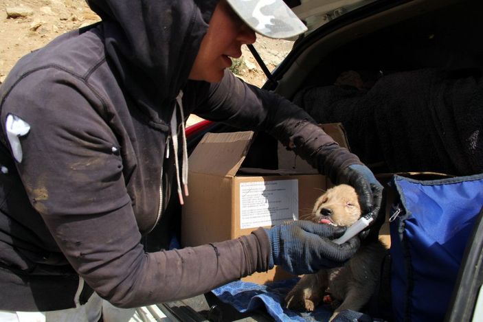 Öğretmen Eda, sokak köpekleri için tayini reddetti -7