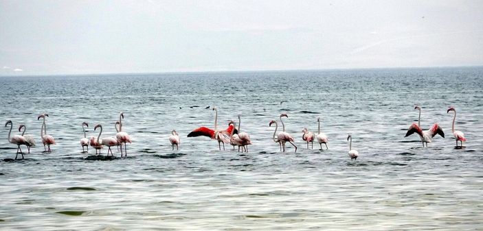 Flamingolar kuraklık nedeniyle yer değiştirdi, fotoğrafçılar yakından görüntüleyebildi -4