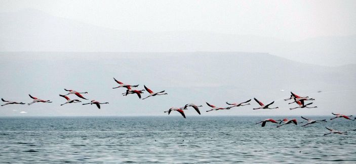Flamingolar kuraklık nedeniyle yer değiştirdi, fotoğrafçılar yakından görüntüleyebildi -2