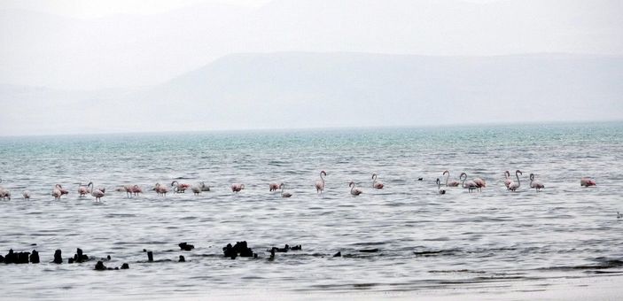 Flamingolar kuraklık nedeniyle yer değiştirdi, fotoğrafçılar yakından görüntüleyebildi -5