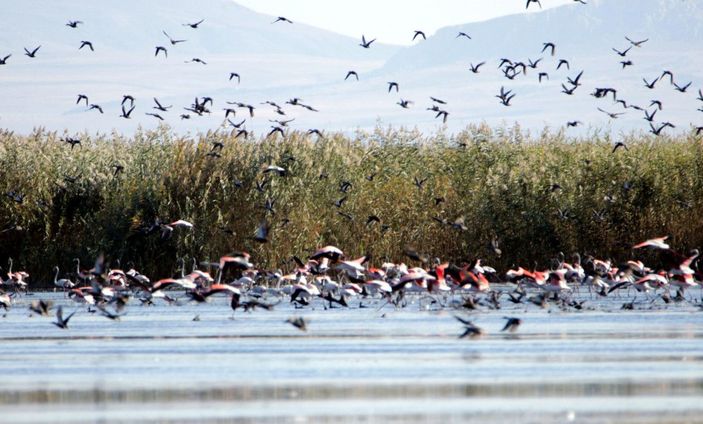 Flamingolar kuraklık nedeniyle yer değiştirdi, fotoğrafçılar yakından görüntüleyebildi -7