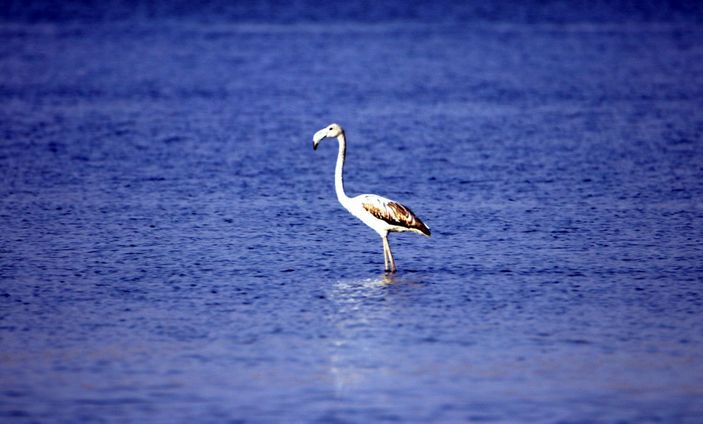 Flamingolar kuraklık nedeniyle yer değiştirdi, fotoğrafçılar yakından görüntüleyebildi -8