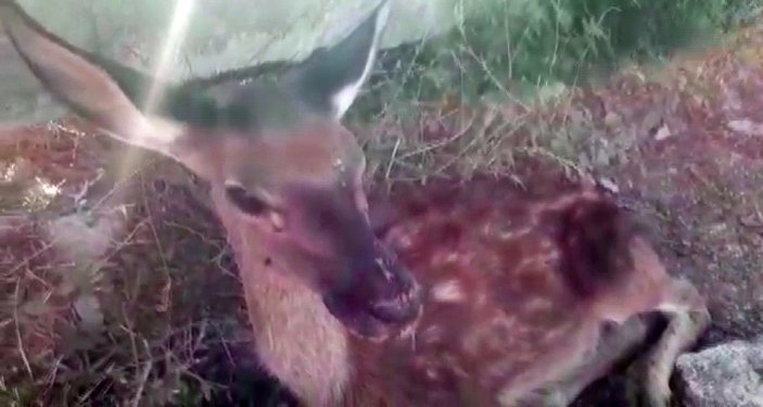 Susuzluktan ölmek üzere olan yavru geyik hayata döndürüldü -1