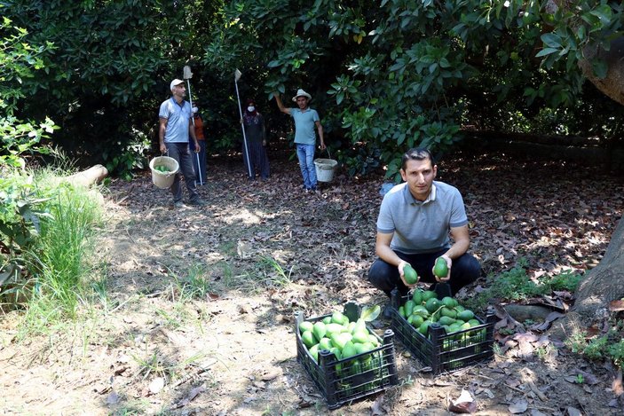 Hırsızlar, Alanya'da avokado üreticilerini bezdirdi -1