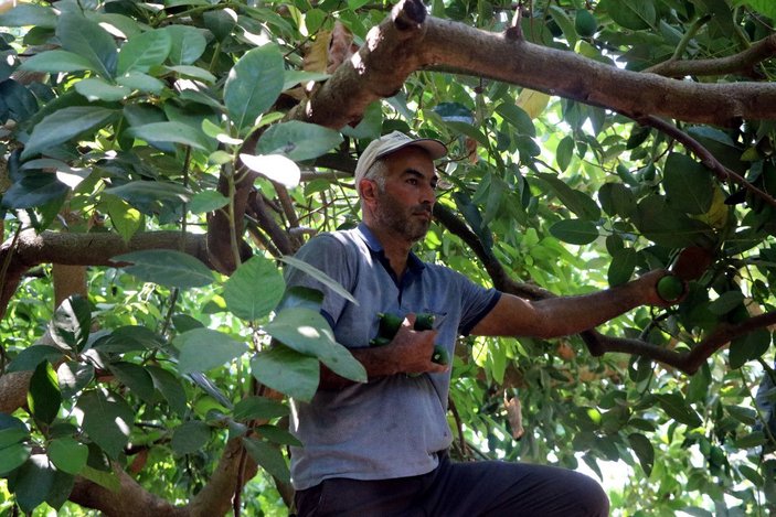 Hırsızlar, Alanya'da avokado üreticilerini bezdirdi -2