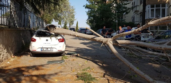 Maltepe'de rüzgarlı havada kırılan ağaç otomobillere zarar verdi -5