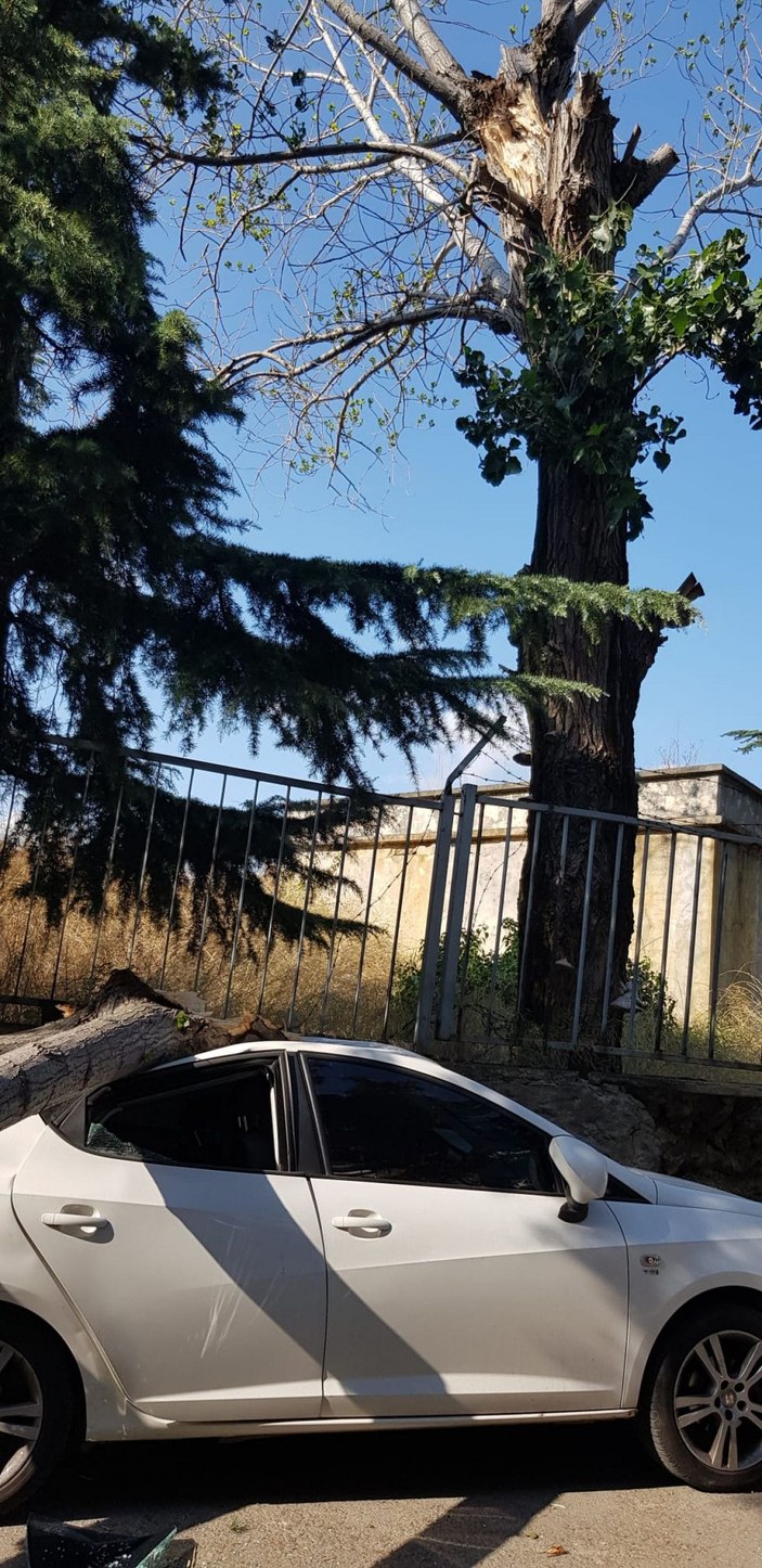 Maltepe'de rüzgarlı havada kırılan ağaç otomobillere zarar verdi -1
