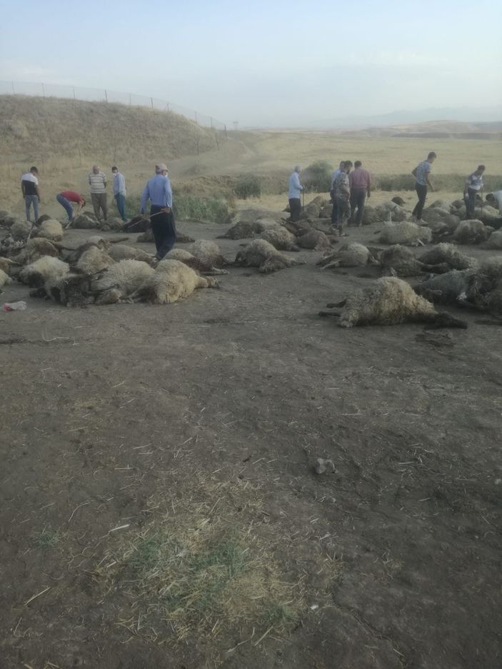 Sulama kanalına düşen 170 koyun boğuldu -2