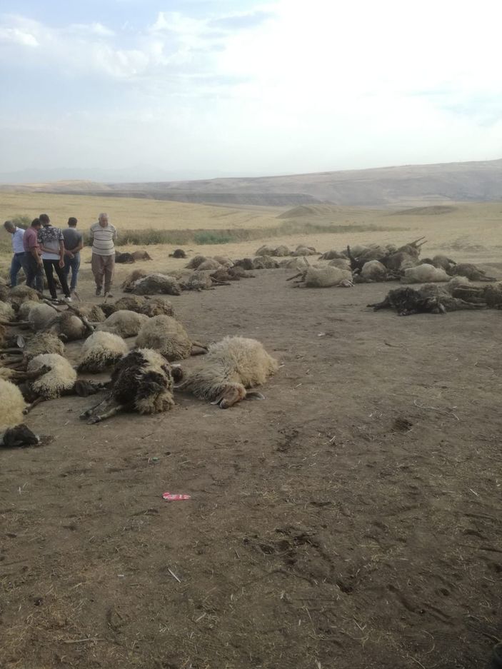 Sulama kanalına düşen 170 koyun boğuldu -3