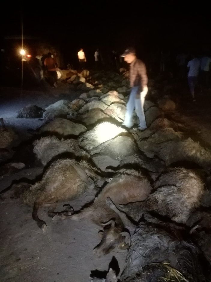Sulama kanalına düşen 170 koyun boğuldu -1