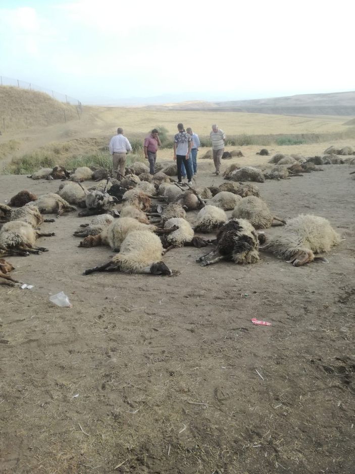 Sulama kanalına düşen 170 koyun boğuldu -4