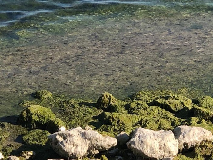 Beyşehir Gölü'nde alg patlaması; suyun rengi yeşile döndü -1