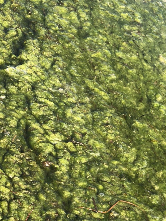 Beyşehir Gölü'nde alg patlaması; suyun rengi yeşile döndü -6