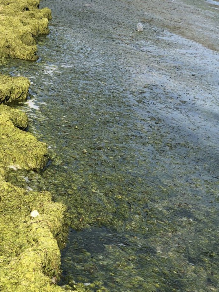 Beyşehir Gölü'nde alg patlaması; suyun rengi yeşile döndü -4