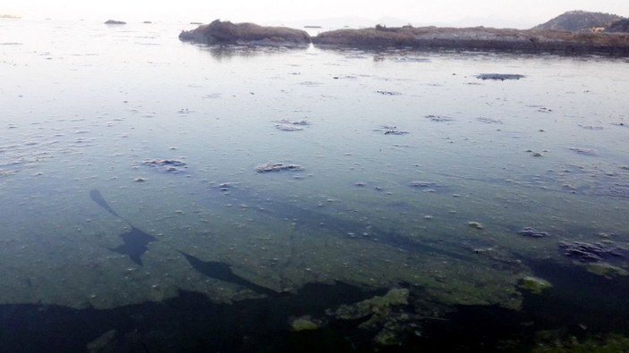 Beyşehir Gölü'nde alg patlaması; suyun rengi yeşile döndü -2