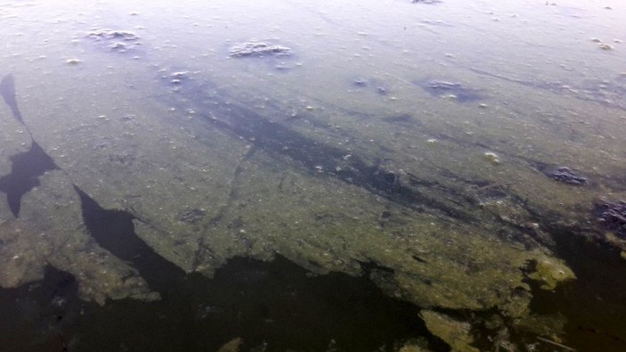 Beyşehir Gölü'nde alg patlaması; suyun rengi yeşile döndü -3