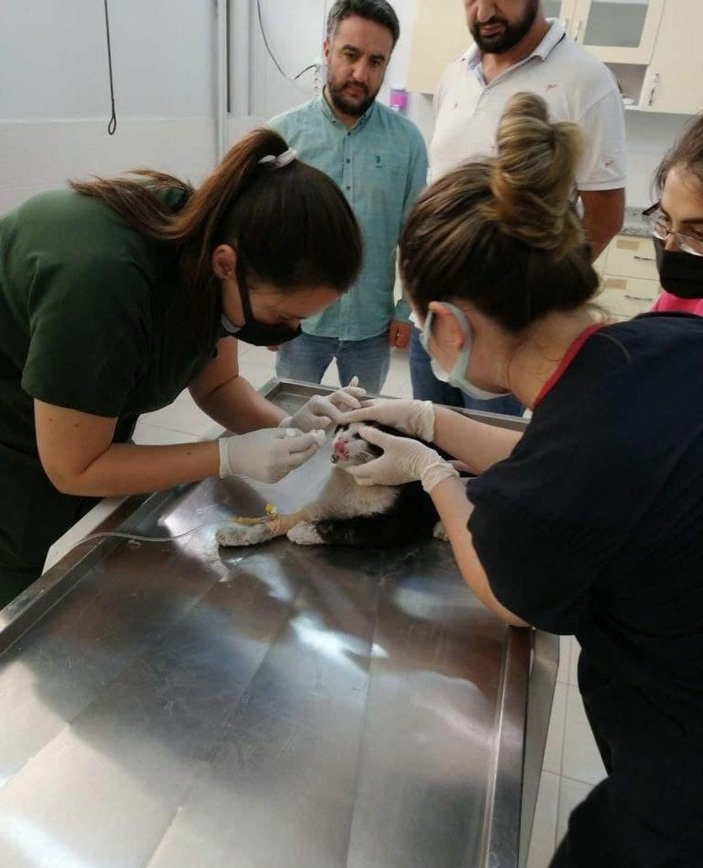 Turistlerin bulduğu yaralı kedi tedavisinin ardından Almanya’ya gönderildi -3
