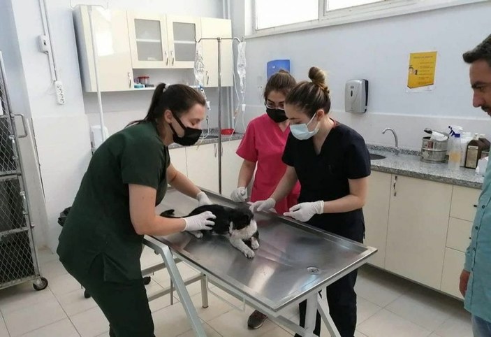 Turistlerin bulduğu yaralı kedi tedavisinin ardından Almanya’ya gönderildi -1