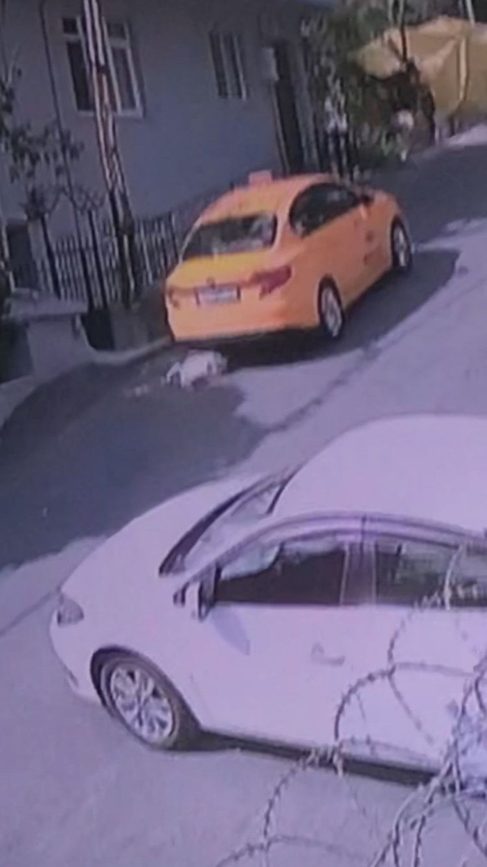 Sarıyer'de taksicinin çarpıp kaçtığı kedi öldü -1