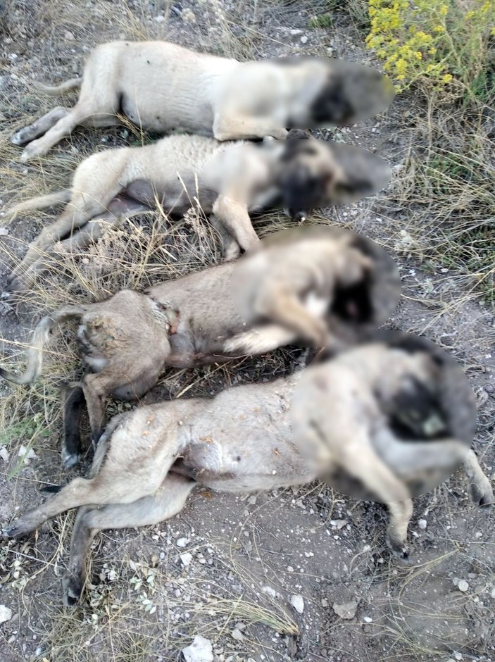 Ankara'da yan yana dizilmiş köpek ölüleri bulundu -1