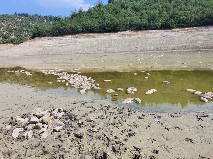 Göletteki su çekildi, balıklar öldü -1