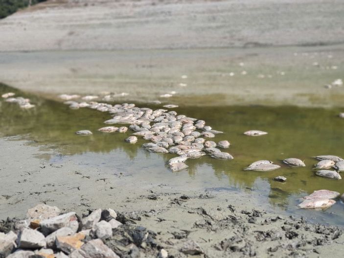 Göletteki su çekildi, balıklar öldü -4