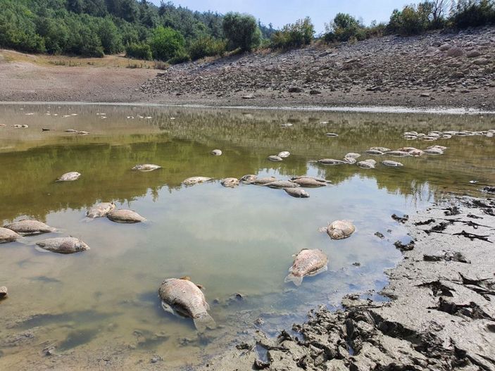 Göletteki su çekildi, balıklar öldü -2