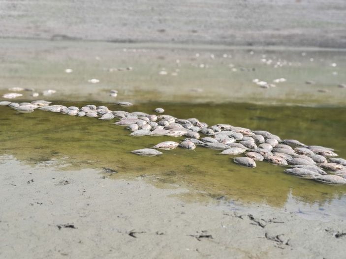 Göletteki su çekildi, balıklar öldü -3