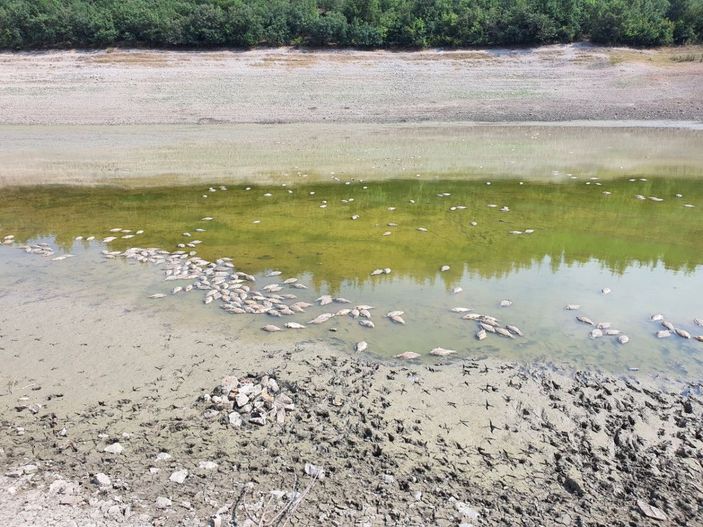 Göletteki su çekildi, balıklar öldü -5