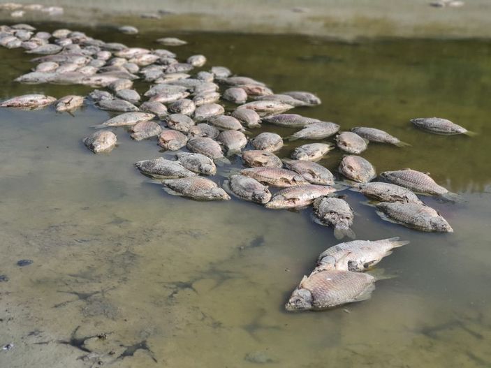 Göletteki su çekildi, balıklar öldü -8