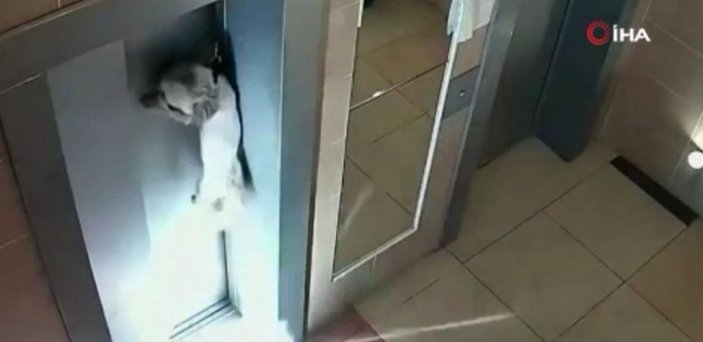 Asansör kapısına sıkışan köpeği apartman sakini kurtardı -1